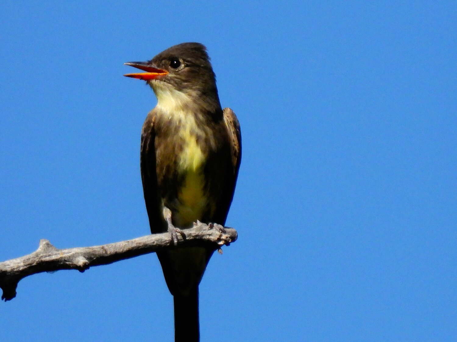 Bird of the Week - The Pagosa Springs Sun
